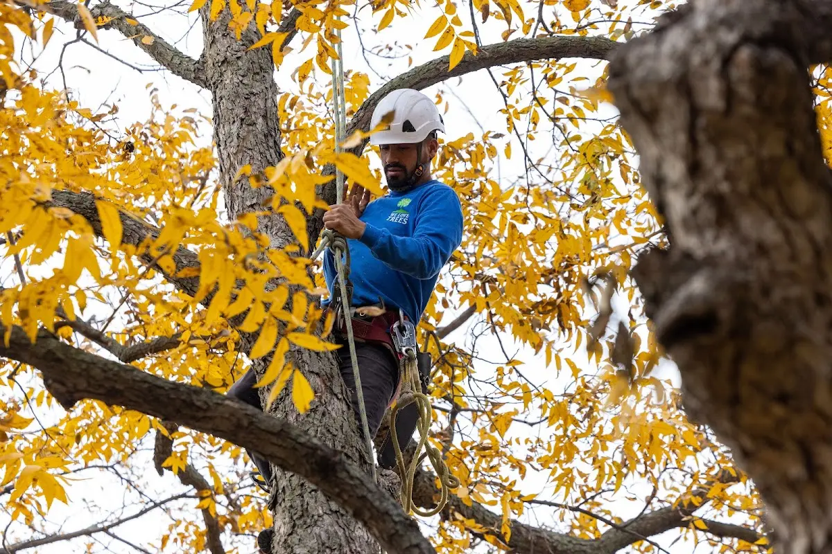 Skilled Storm Damage Cleanup crew working in La Rose